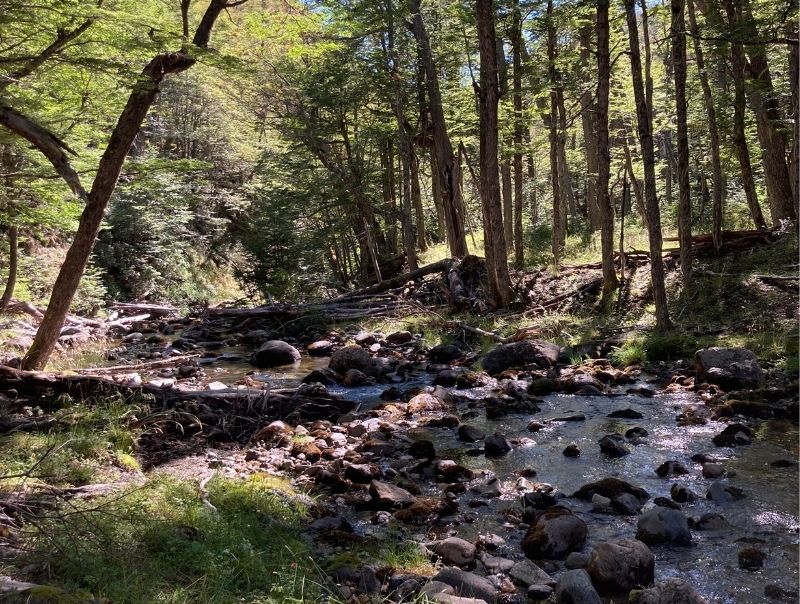 Riachuelo en el bosque
